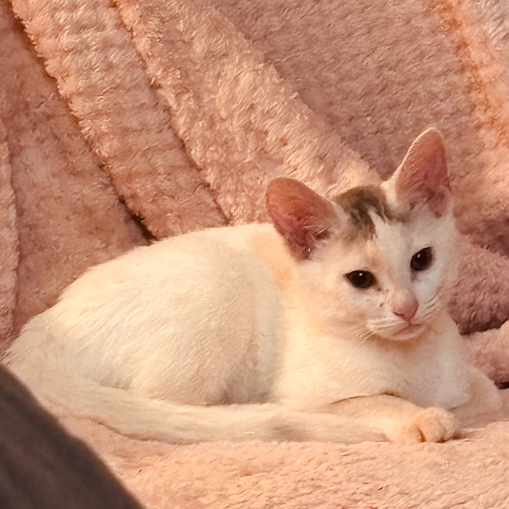 Meet your Posher, Mika